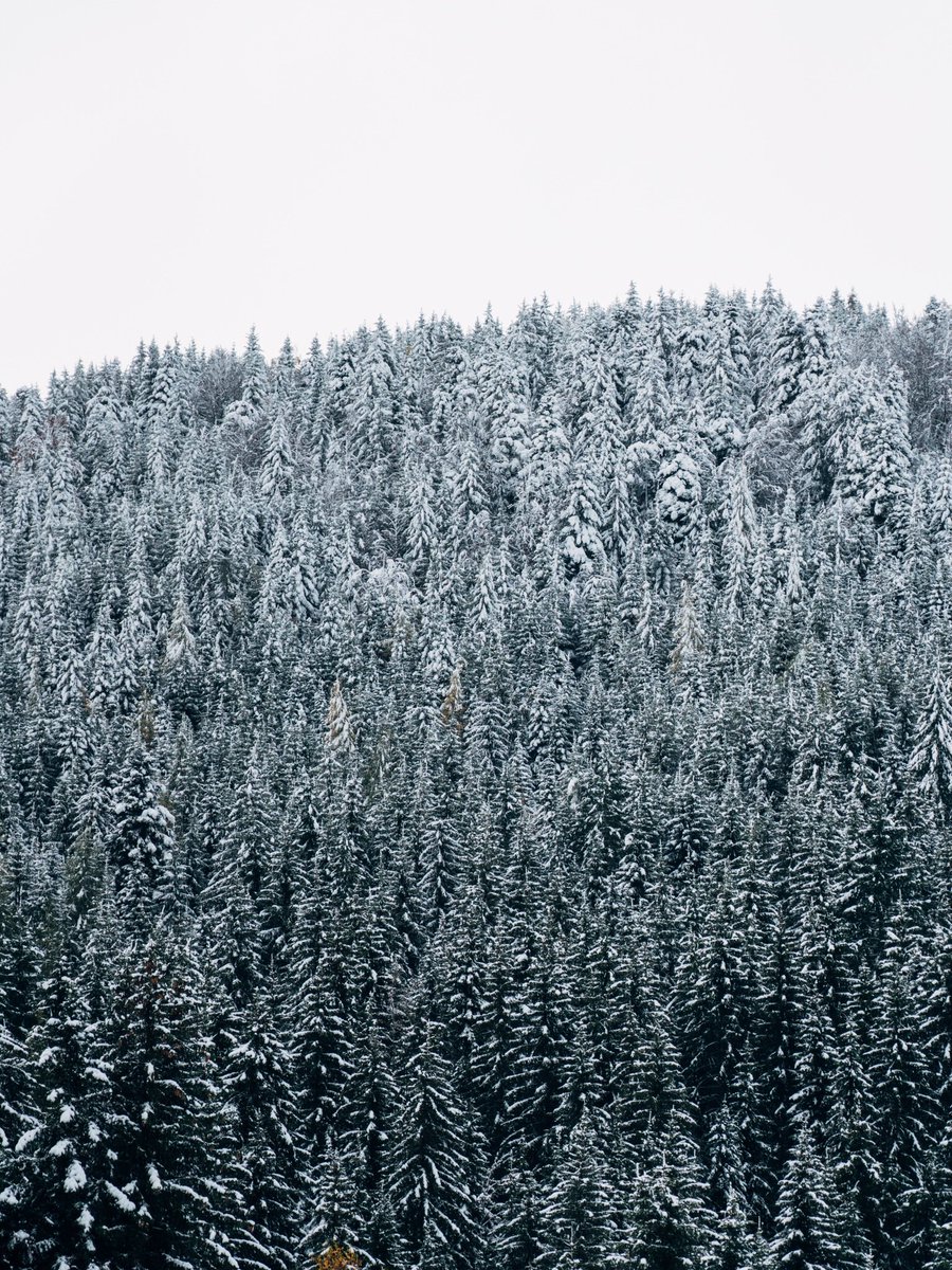 valleesgavarnie's tweet photo. La forêt du Lienz ce matin et l’envie de skier qui grandit ❄️🤩❄️ !#valleesdegavarnie #bareges #pyrenees https://t.co/MldZ3rfXqM