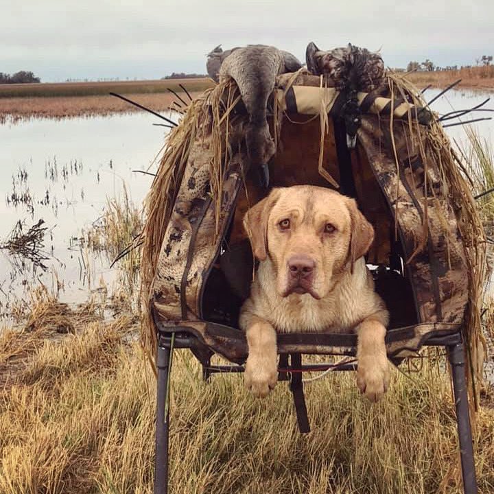 🔥A little rest after a busy morning. #duckduckboom #kbs #lab #duck #hunting #outdoors #takeitoutdoors #fall #kbshnt #dogsofinstagram #yellowlab #ganderoutdoors #southdakota #hunt #quack #winchester #morning