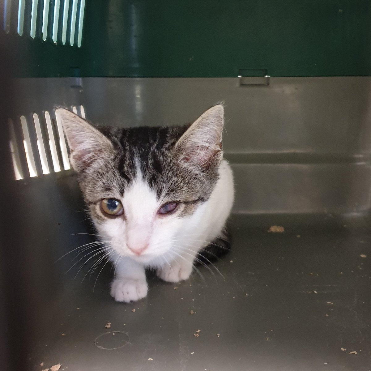 Necesitamos casa de acogida o adopción para PIRATA, un gatito súper mimoso que ha sido rescatado para poder salvar su ojo. Parece que lo va a conservar, lo que es una maravillosa noticia.
Si quieres darle un hogar, escríbenos:
📧 defensanimalzamora@gmail.com