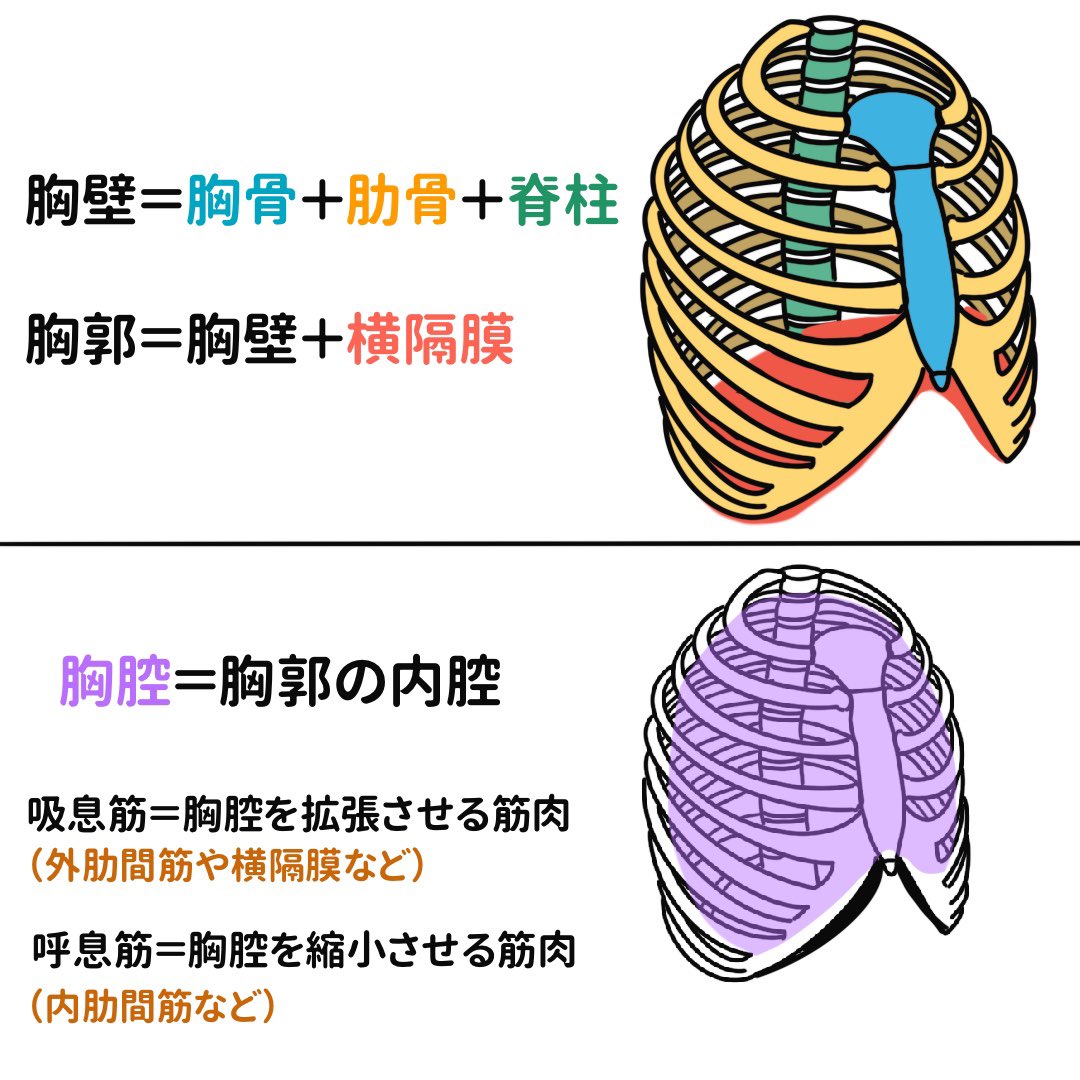 تويتر ゴロ 解剖生理イラスト على تويتر イラストで分かる 胸壁と胸郭と胸腔の違い 解剖生理の呼吸器系を学ぶ時に役に立ちまっす Https T Co Bxasfp7zn1