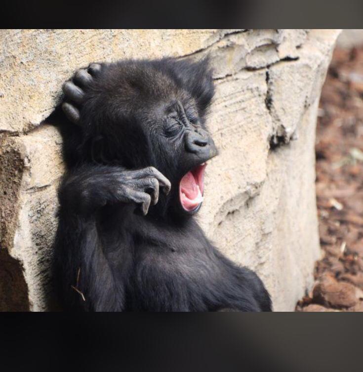 It happened that Toyin, my very close friend been having issues with her boyfriend(almost fiance) for a while and one way or the other I'm always the one that gets to advise her on what to do as per special adviser(hoping someday it'll be my turn to reap d fruit of my labour)