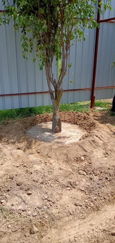 NHAI transplanting trees for Dwarka Exp. Project.  5717 trees are being transplanted in sector parks and roads of Dwarka so that the green cover of Dwarka remains in Dwarka itself. <a href="/MORTHIndia/">MORTHINDIA</a> <a href="/MORTHRoadSafety/">MORTHRoadSafety</a>