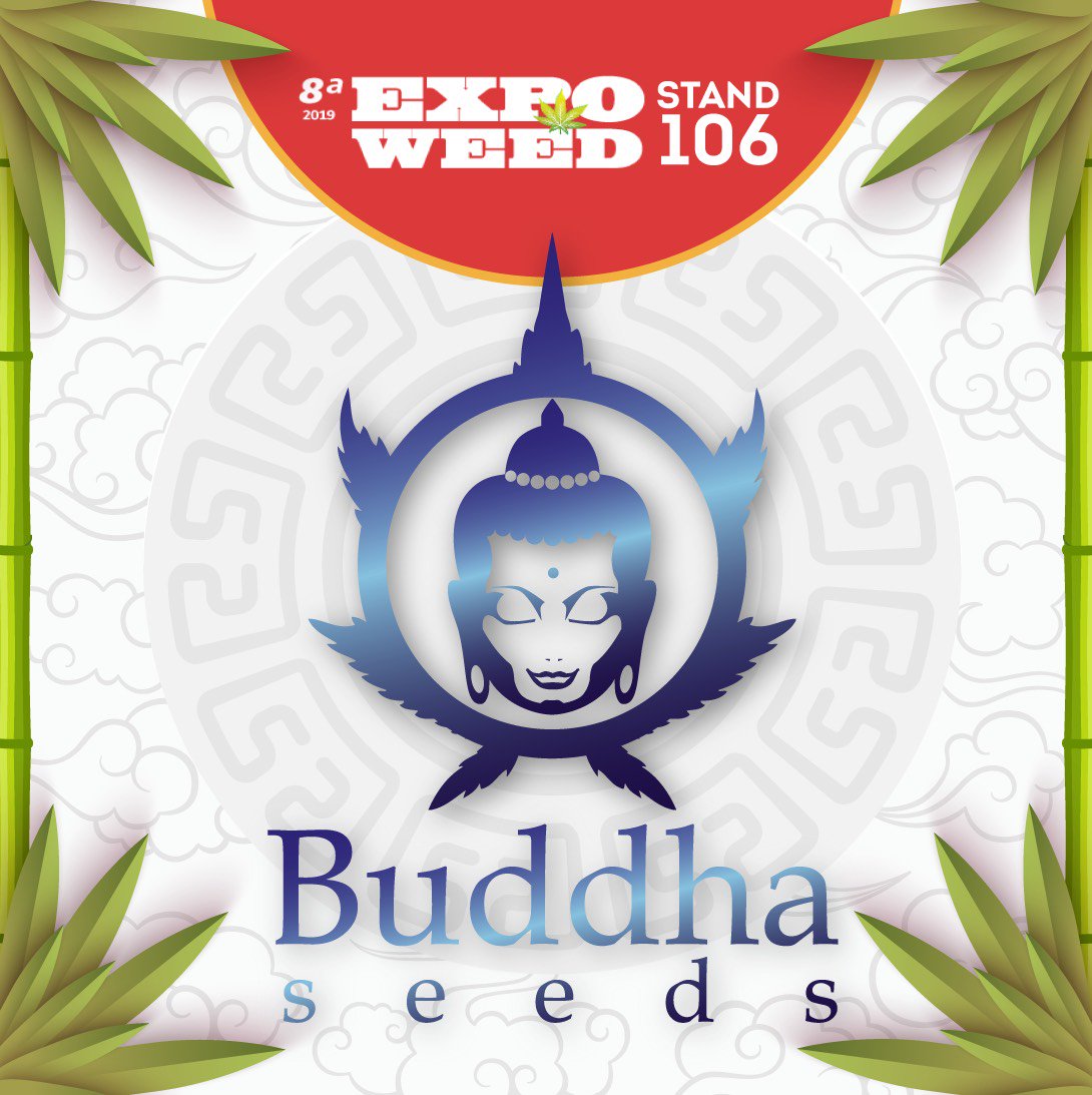 BuddhaSeeds's tweet photo. Un año más estaremos en #ExpoWeedChile ¡Será entre los días 29 de noviembre y 1 de diciembre! Apúntate nuestro número de #stand 106 para encontrarnos #BuddhaSeeds https://t.co/pFU0QvYei9