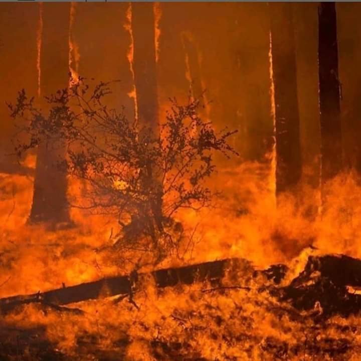 fffitalia's tweet photo. 🔥️LA CALIFORNIA BRUCIA🔥
 Scarse precipitazioni, estremi livelli di #siccità e sempre più intenso ciclo di venti autunnali: il risultato sono migliaia di famiglie sfollate, oltre a danni economici devastanti
@sole24ore: https://t.co/hfvLT4wuOQ
@guardian: https://t.co/oAmj0dftpl https://t.co/aObwAFiMFh