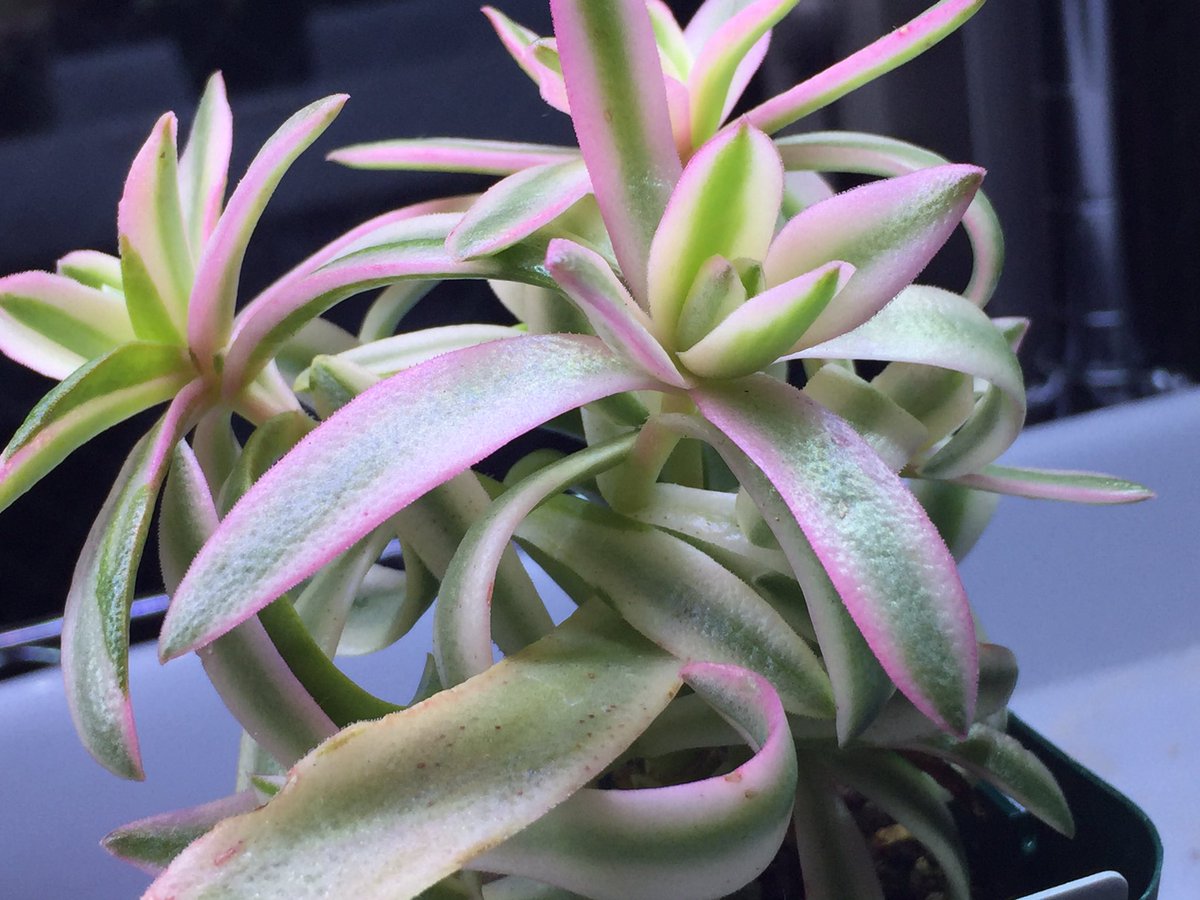 柴犬の和來 わく Waku Siba Twitter