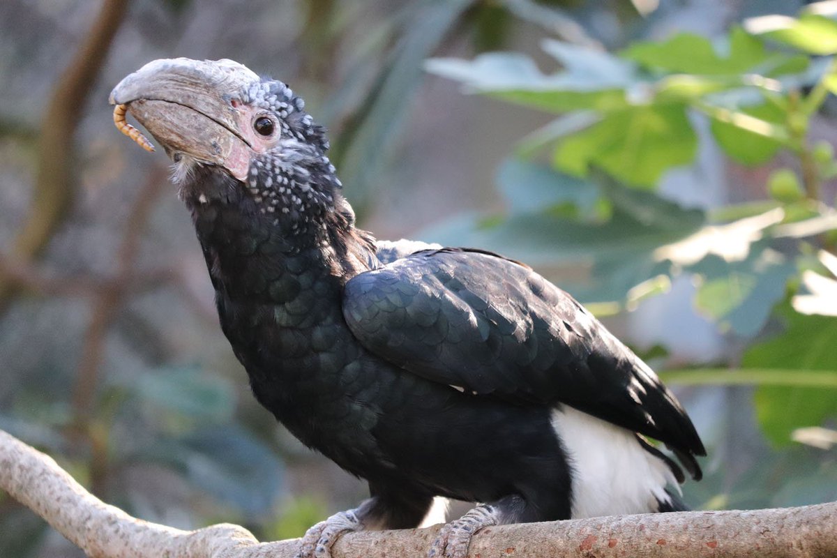 ロクロー オオサイチョウ ギンガオサイチョウ カンムリコサイチョウ 埼玉県こども動物自然公園 一言で サイチョウ と言っても 飛んで虫を捕らえたり 果実食だったり 見た目だけでなく食性も多様らしい アフリカの鳥はカッコイイ