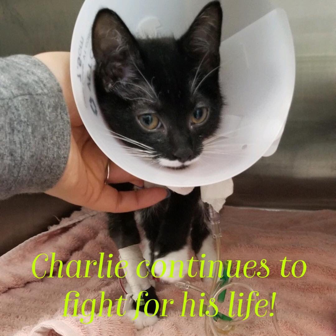 CHARLIE UPDATE! 

Dr. Infernuso and his team were able to successfully pass a catheter! This was a huge a first step for Charlie. Today, Charlie will continue to remain on IV fluids to flush out his kidneys. For more visit our Facebook page!