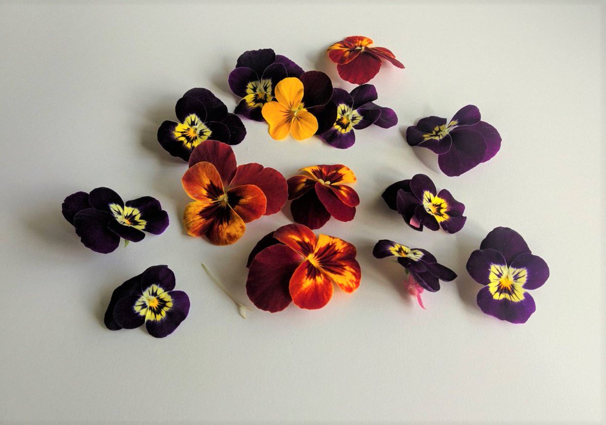 jarevalo_FP's tweet photo. RT @tknika  Nuestras primeras flores comestibles producidas en el Laboratorio de Innovación Alimentaria de @tknika  están ya disponibles para los centros de hostelería de @FPeuskadi https://t.co/gDGLYEGh7s