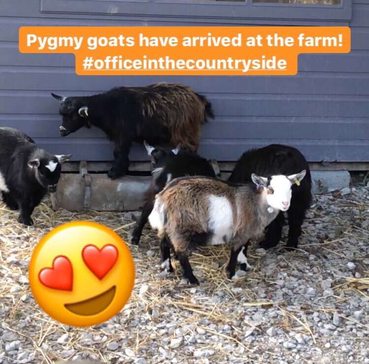 Prostretch's tweet photo. How amazing is it that Pro-Stretch UK's office is on a farm where these cute little additions are?!😍
#prostretch #prostretchuk #prostretchtrims #featurefriday #TGIF #officeinthecountryside #pygmygoats #pygmy #goats #marton #macclesfield #farm #office https://t.co/qhimIw7qR7