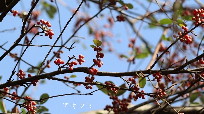 食べ合わせに気をつけたい鉄 タンニンやシュウ酸は吸収を抑制 知ると得する栄養雑学 豆知識 アスレシピ