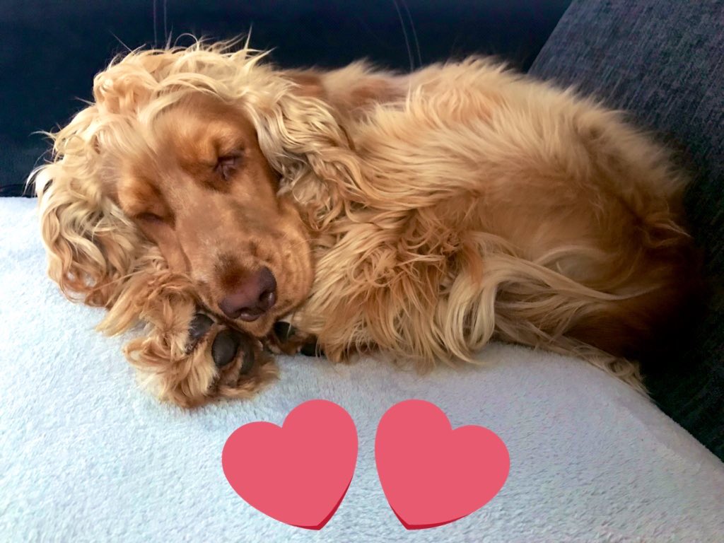 Mica_Jones's tweet photo. I Literally Spend The Majority Of The Day Taking Pictures Of My Dog Sleeping 🤣🐕🧡📷 https://t.co/7dk2kM4iQf