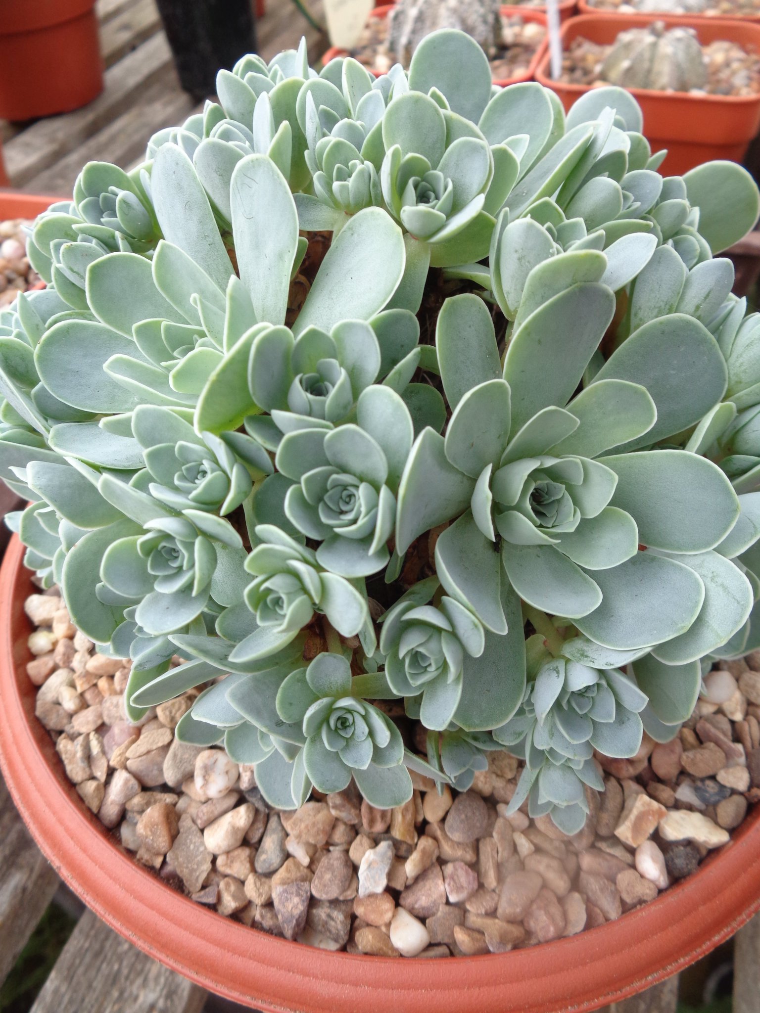 British Cactus and Succulent Society on Twitter "Another stunning beauty of the Balearics