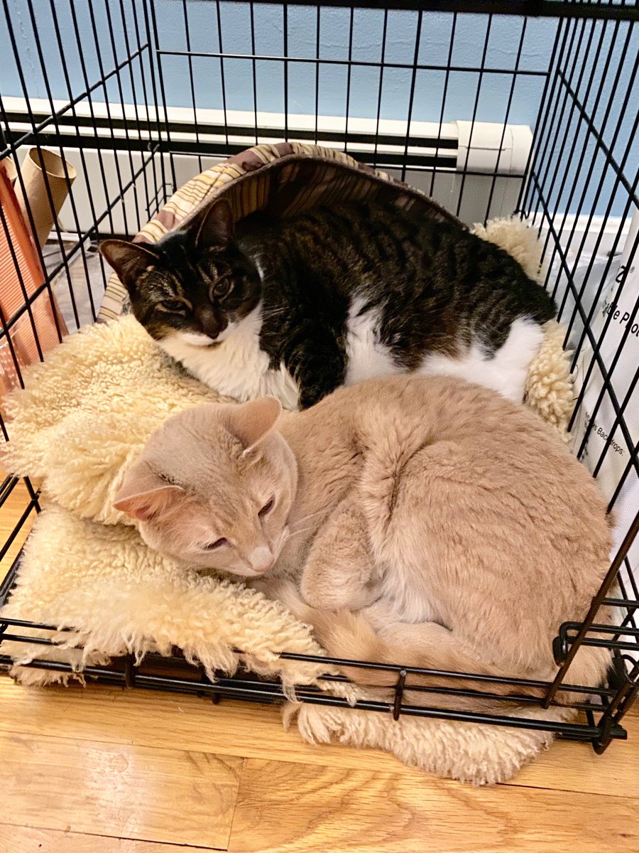 PetmommaC's tweet photo. #cuddlebuddies #cats https://t.co/9s8iMUSUTq
