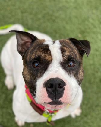 KarenSConniff's tweet photo. #Candar #CLE #OH #ADOPT #FOSTER Candar means "to lock" in Spanish? Our boy, Candar, will put a lock on your heart. He's a gentleman and good looking. He has a confidence that makes him a joy. He walks nicely, takes treats gently. E-mail citydogs@city.cleveland.oh.us https://t.co/Qn6WGuBjaf