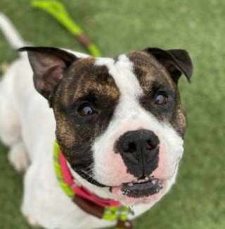 KarenSConniff's tweet photo. #Candar #CLE #OH #ADOPT #FOSTER Candar means "to lock" in Spanish? Our boy, Candar, will put a lock on your heart. He's a gentleman and good looking. He has a confidence that makes him a joy. He walks nicely, takes treats gently. E-mail citydogs@city.cleveland.oh.us https://t.co/Qn6WGuBjaf