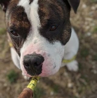 KarenSConniff's tweet photo. #Candar #CLE #OH #ADOPT #FOSTER Candar means "to lock" in Spanish? Our boy, Candar, will put a lock on your heart. He's a gentleman and good looking. He has a confidence that makes him a joy. He walks nicely, takes treats gently. E-mail citydogs@city.cleveland.oh.us https://t.co/Qn6WGuBjaf