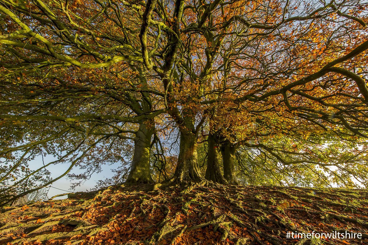 We love Autumn!

Where's your favourite spot to visit in Wiltshire to see the Autumn colours?

#timeforwiltshire #Autumnholidays #Autumn #autumncolours