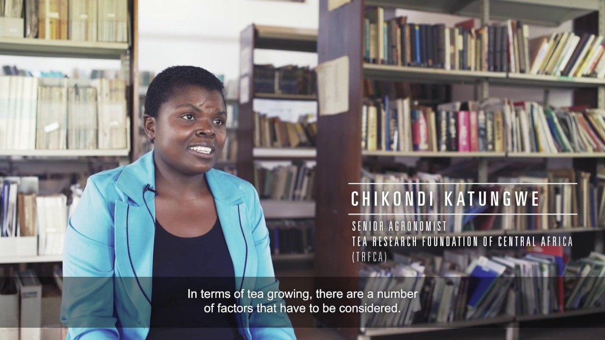 future_climate's tweet photo. NEW ARTICLE and VIDEO: Malawi heatwaves threaten tea yields and livelihoods. Read more here: https://t.co/mdQLopTNAe and watch the video on the Impact of #ClimateChange on tea in #Kenya and #Malawi here: https://t.co/BIpwSCI9Da 
@DFID_UK @NERCscience @DFID_Research @SRILeeds https://t.co/USAcOUSKqt