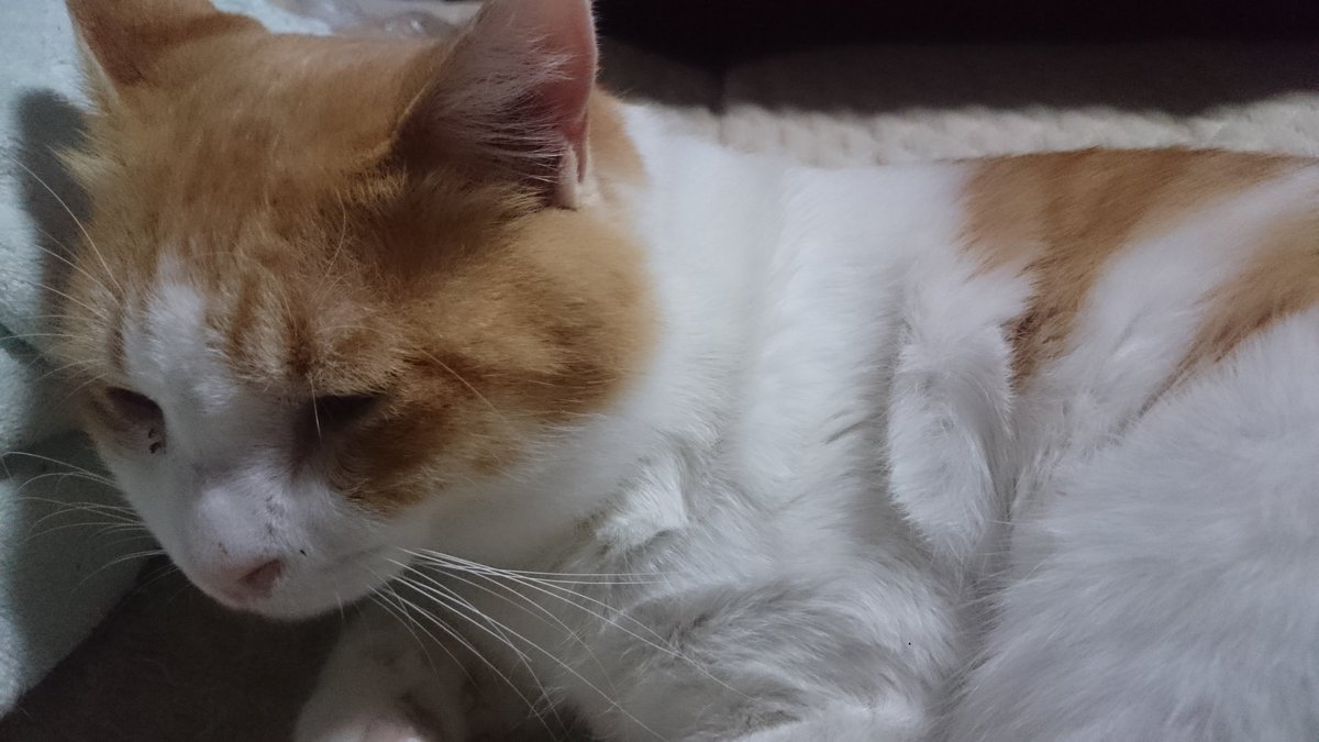 これを耳元でやられるとこそばゆくて気持ちいい
(フラッシュ切ってるので若干写りが悪いけどネコチャンの為) 