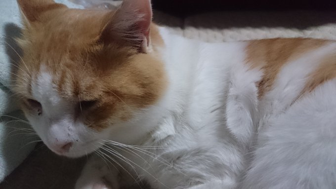 これを耳元でやられるとこそばゆくて気持ちいい
(フラッシュ切ってるので若干写りが悪いけどネコチャンの為) 