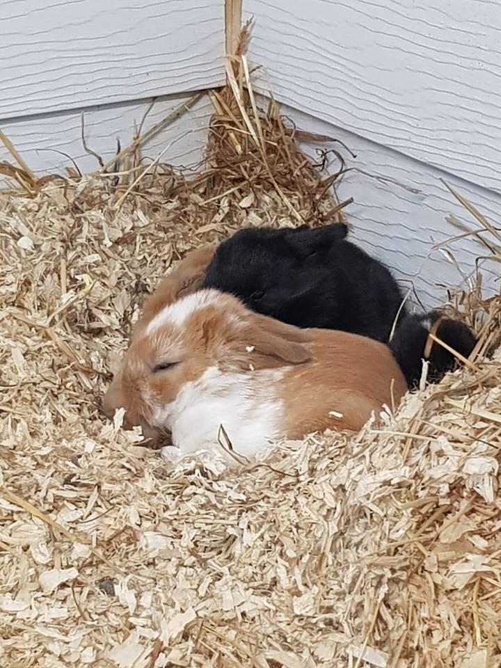 Mead Open Farm tweet media