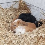 Photo by Mead Open Farm (@MeadOpenFarm)
