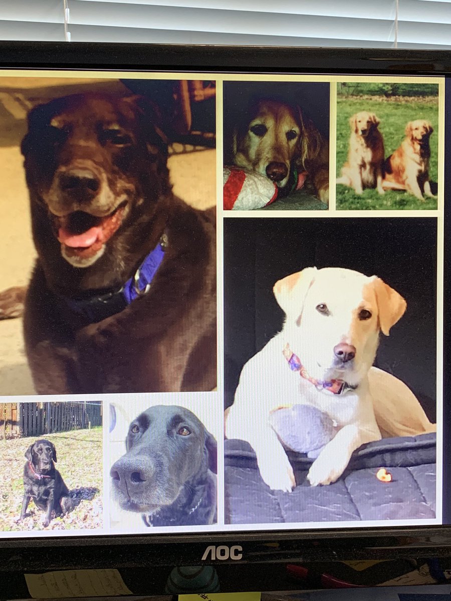 annemkohl's tweet photo. Mom has all her current and past pups front and center for all in her world to enjoy! https://t.co/syyIiL1hsV