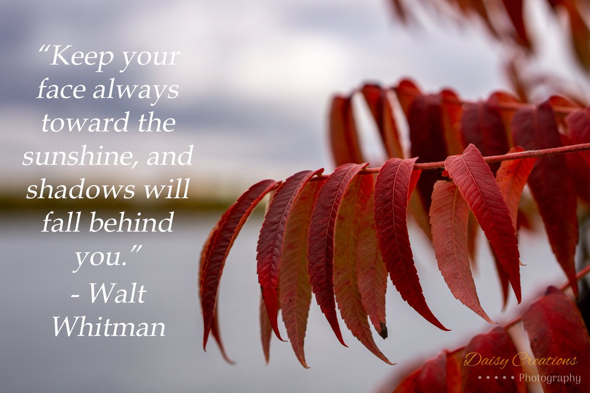daisycreations3's tweet photo. A little #motivation for you on this crisp #Wednesday #morning! .
.
.
#daisycreations #wednesdaymotivation #wednesdayquotes #humpday #nature #leaves #naturephotography #manitoulin #positivequotes #positivity #positivevibes #photographer #photography https://t.co/12LozEejRK