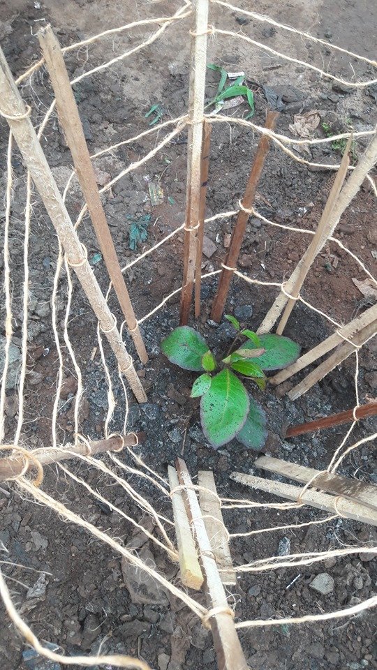 YRelentles's tweet photo. "Tree planting is one of the greatest thing I ever did for my community," says @isybang_oo 
#OneGreenEarth 
#DemandForClimateActions
#ClimateCrisis 
#YoungAndRelentless https://t.co/CpxiQmAtls