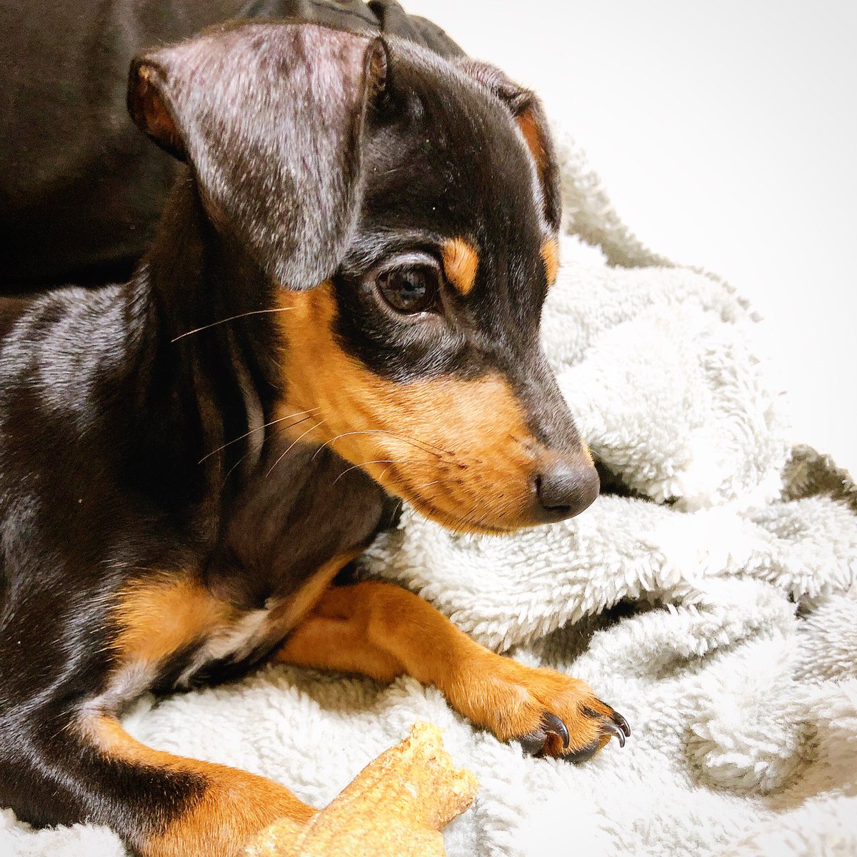 ミニピン愛大 あお ちゃん A Twitter 垂れ耳が可愛いですね