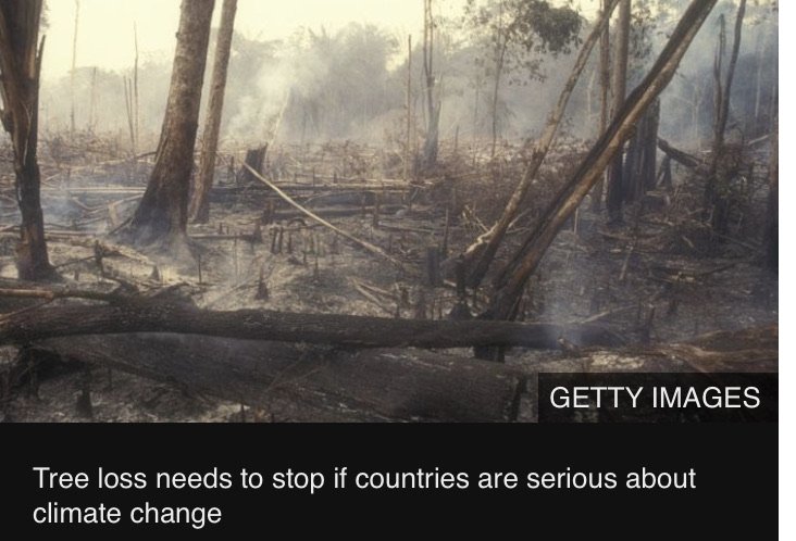 norfolkCATSS's tweet photo. Tree loss needs to stop if countries are serious about climate change  -  https://t.co/hN3aElQk68 #climateemergency https://t.co/grL9Ygec0D