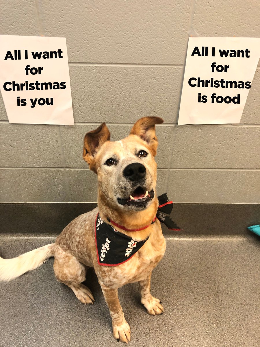 kshumanesociety's tweet photo. Anytime we have a heated debate at KHS, we let Mac use his ears to decide who is right.

Someone come adopt this sweet 2-year-old boy today! https://t.co/itrMCCsuRx https://t.co/ahpw9Jkpgt