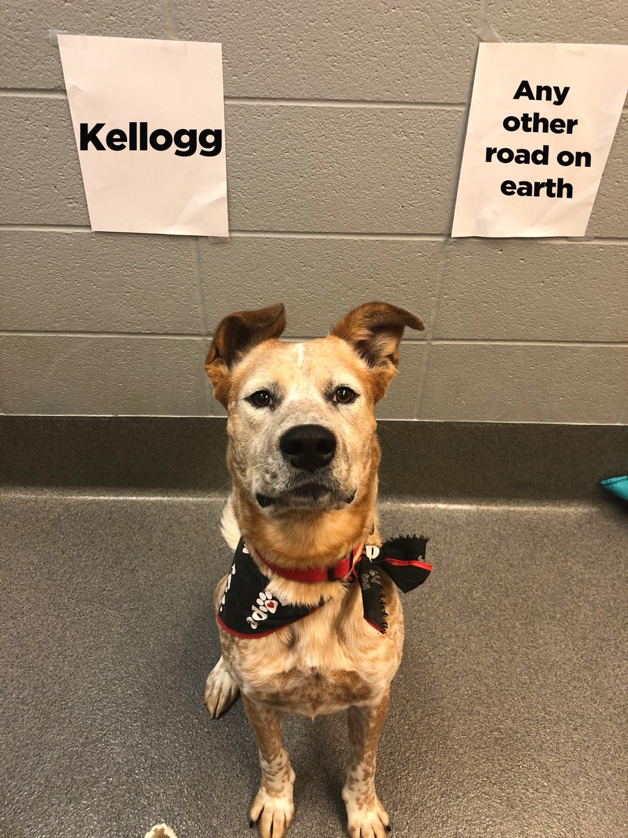 kshumanesociety's tweet photo. Anytime we have a heated debate at KHS, we let Mac use his ears to decide who is right.

Someone come adopt this sweet 2-year-old boy today! https://t.co/itrMCCsuRx https://t.co/ahpw9Jkpgt