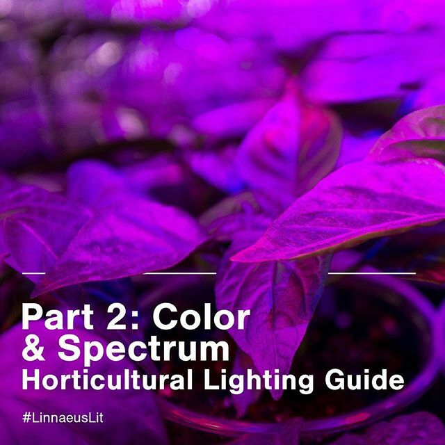 linnaeuslight's tweet photo. We just published the second part of the horticultural lighting guide. This time, we are talking about the spectrum and effects of different colors on plants. The here is everything from UV, all the way to far red so go, check it out and you may just lea… https://t.co/LcfQQRimVL https://t.co/g0O3FN1aHM