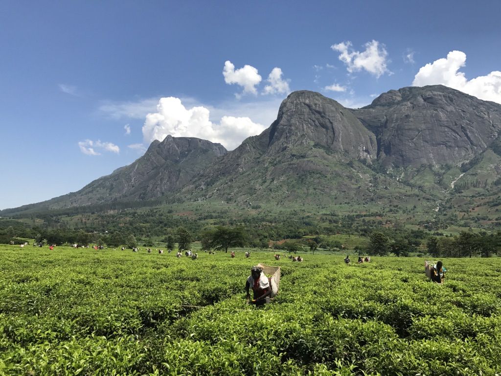 future_climate's tweet photo. NEW VIDEO: WATCH the  Future Climate for Africa video Climate Change and Tea: Challenges for Malawi and Kenya https://t.co/BIpwSCI9Da @DFID_UK @DFID_Research @NERCscience @SRILeeds #climatechange #Africa https://t.co/Dk4aOEueXD