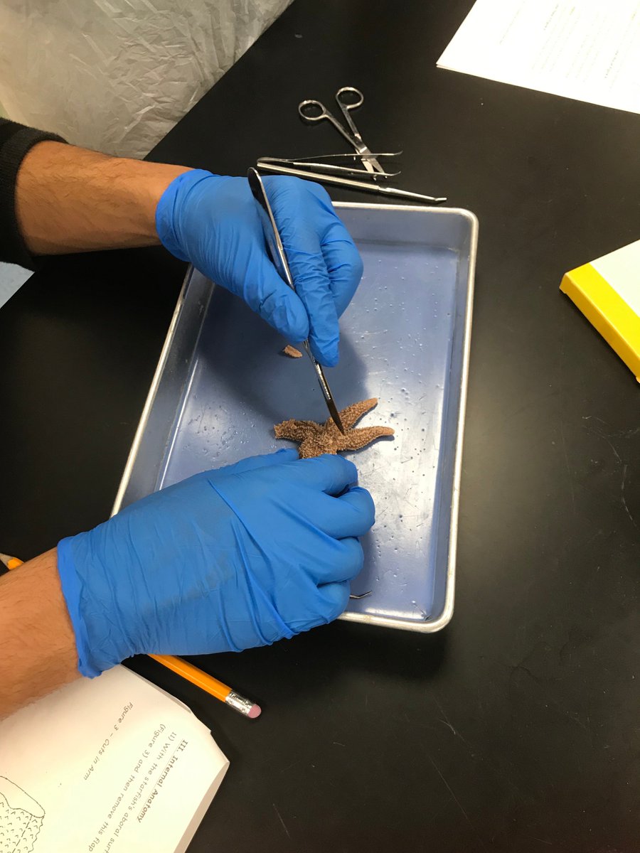 Sea Star dissection in our Zoology class with <a href="/ftpsAPES/">AP Environmental Science, Franklin High School</a> <a href="/RDC_FTPSchools/">Frank Chmiel</a>. Science is doing!!!