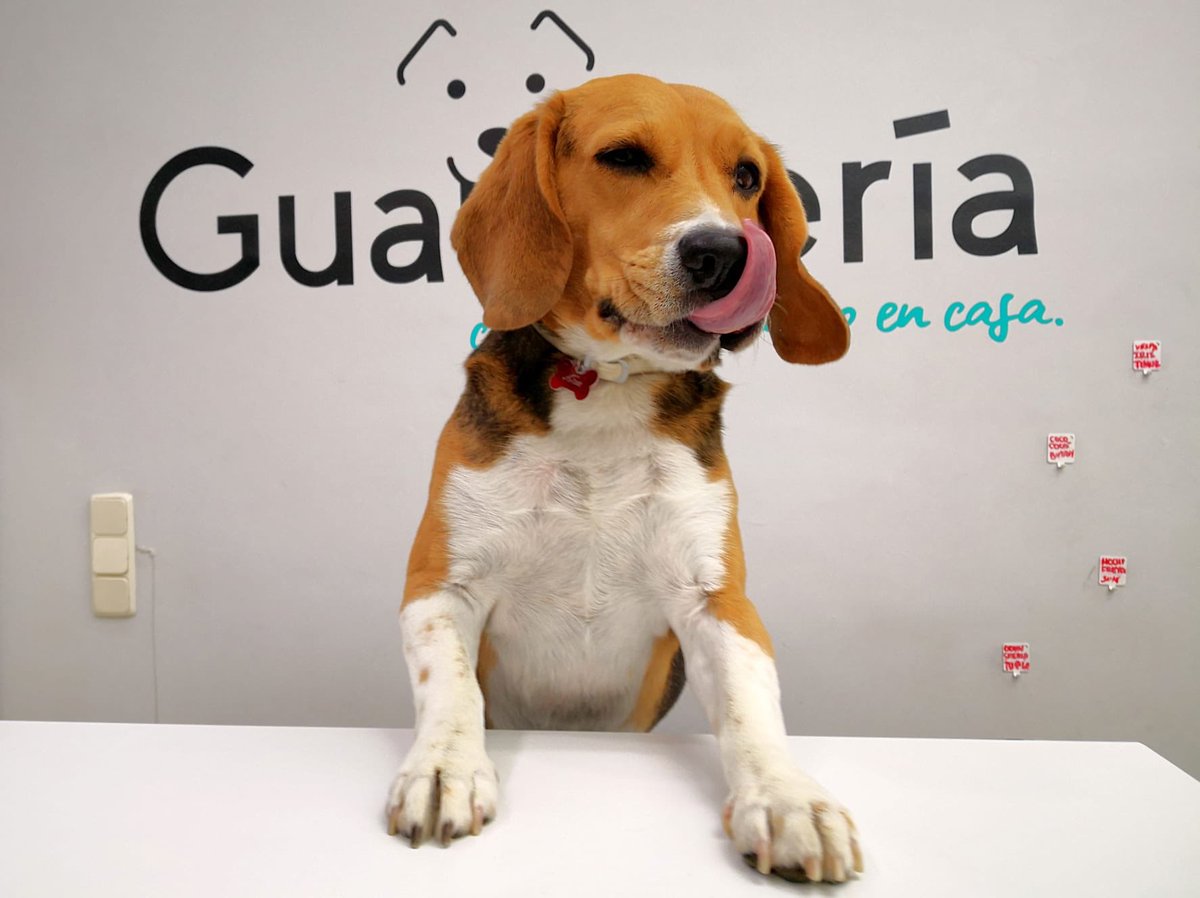 guaurderia's tweet photo. Buenos días! No dudéis en venir a la guaurderia para estar atendidos por los mejores!!! #guarderiacanina #beagles https://t.co/sVrmybi9dm