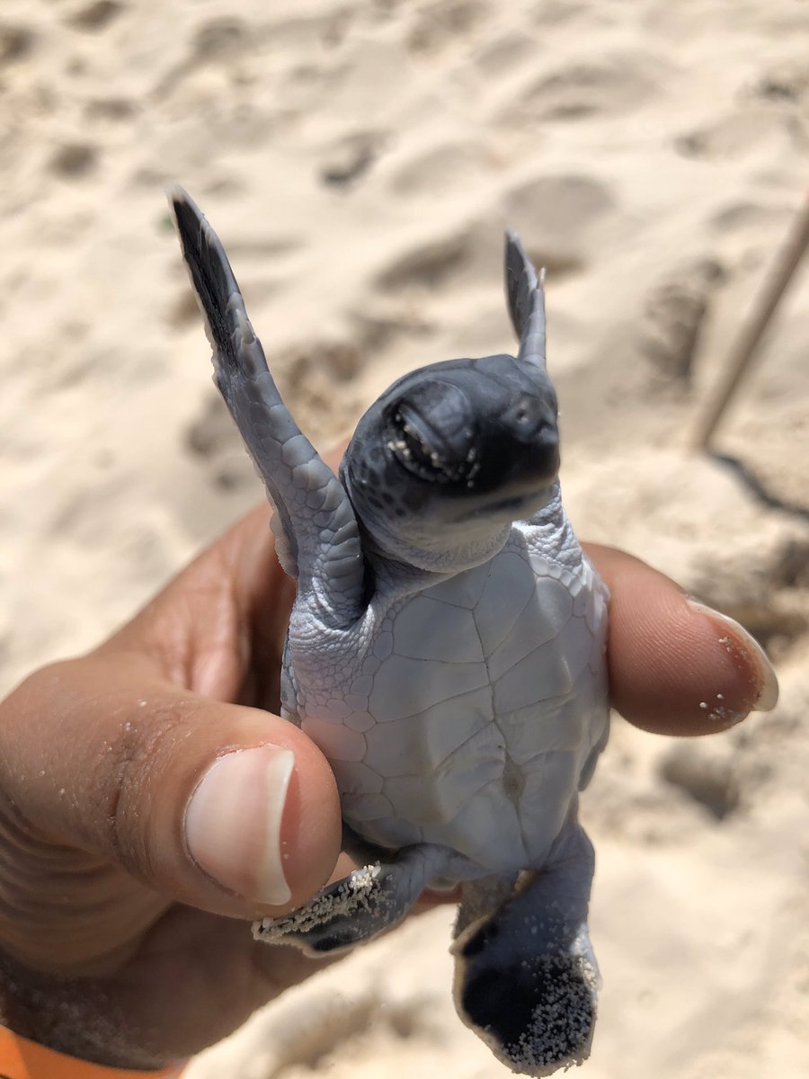 FlowersInBalti1's tweet photo. Sometimes you just have to #takeabreak and #saveaseaturtle We were able to save 8 🐢 🙌🏾 #searchandrescue
What’s your #audaciousdream https://t.co/psXfMVWZFl