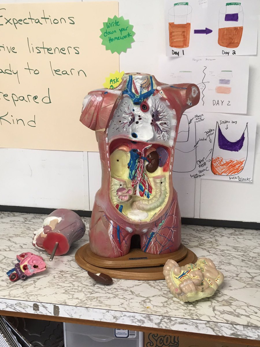 Let’s explore human body systems! <a href="/MattacheeseMS/">MMS</a> <a href="/CapeCodSTEAM/">CapeCodSTEAM/STEM</a> <a href="/DedhamMS/">Karen Hillman</a> <a href="/LindaKobierski/">LindaK</a> @shelpags <a href="/seanbowles8/">Sean Bowles</a>