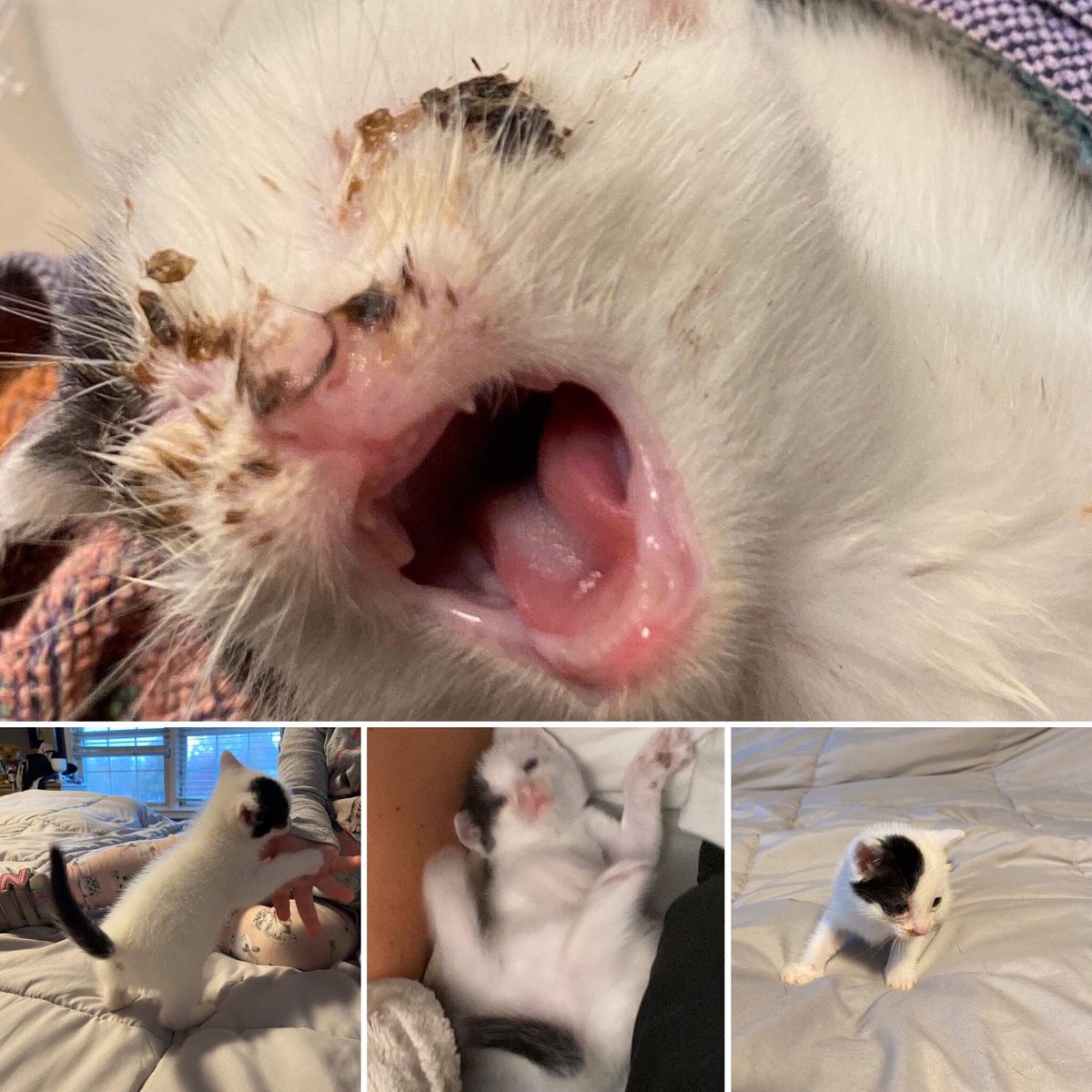 SIMON UPDATE! 

Baby Simon is doing wonderful! 
Simon was found covered with a large number of fleas, severely infected eyes, congestion, weakness, low body temperature and overall malaise. 
For more check out our Facebook page!