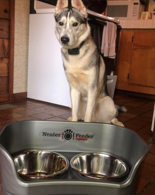 Neater Feeder Neaterfeeder Twitter