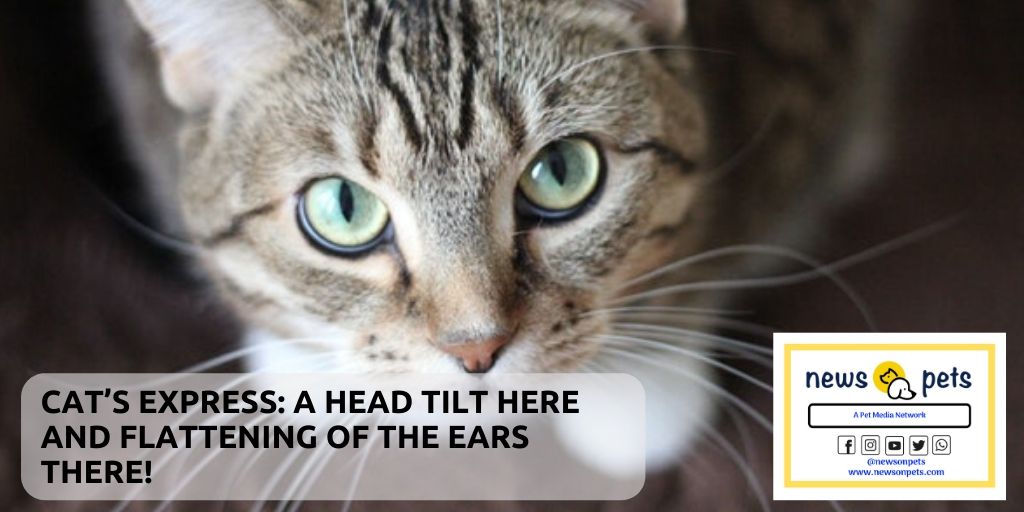 newsonpets's tweet photo. Yes! Cats are expressive and they do communicate. Here is https://t.co/2OKFoHloGV what you need to know as a cat parent.

#pets #pet #parenting #care #compassion https://t.co/Yvy4DCM5qG