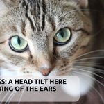 Photo by News On Pets (@newsonpets)