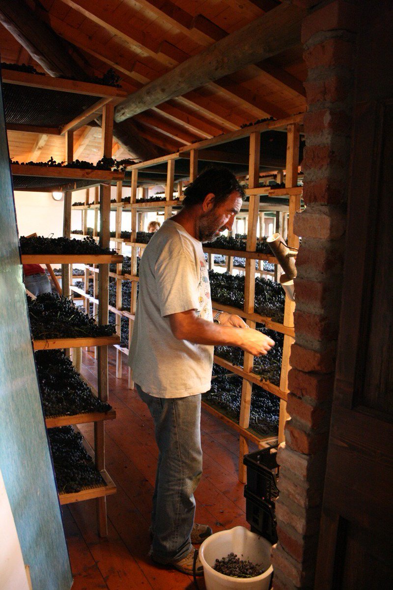 TwitItalianWine's tweet photo. Maurizio tra i telai con uva in appassimento #Moscato DOCG di #Scanzo @moscatoScanzoPF https://t.co/O0YFUIj82Q