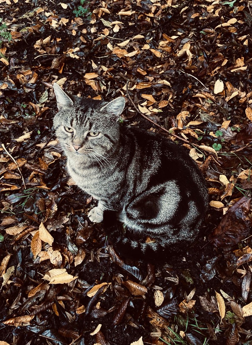 Sarehole_Mill's tweet photo. We're enjoying the colours of autumn while they last at the mill, as is one of our four legged visitors. Isnβt he a beauty?
#autumn #winteriscoming #cat #catvisitor #autumncolours #autumntrees https://t.co/v0sw2kGc1r