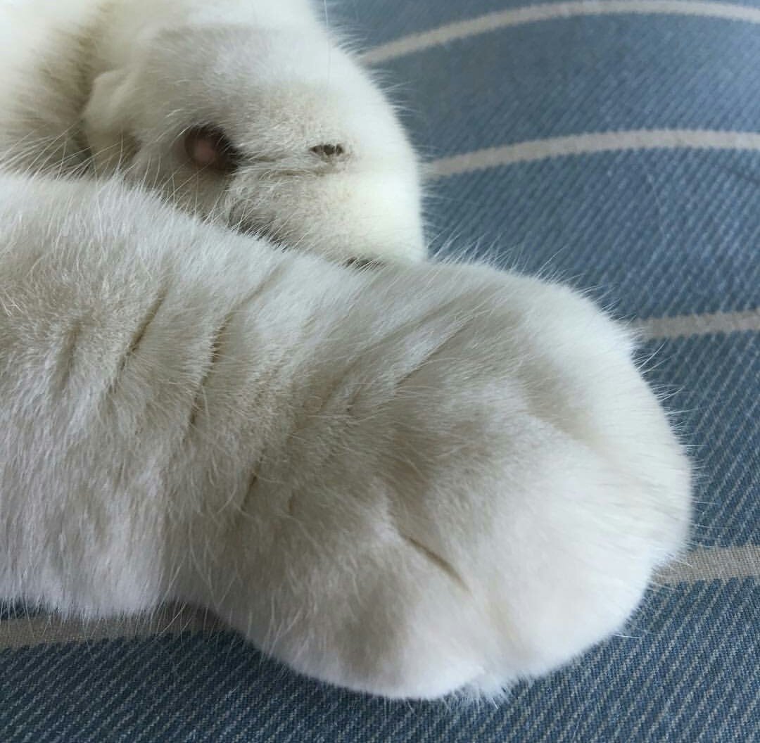 เห็นแล้วคิดถึงโน่ ;—; สำหรับพี่ โน่ก็เป็นแค่แงวอ้วน