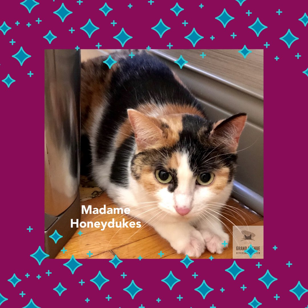 grandavevet's tweet photo. We not only love this sweet girl's wonderful name, her bold calico colors are fantastic! π
To schedule an appointment for your pet (in any color!), call us at 651-224-3038 today!
#grandavevet #calicocat #calicocats #catsofmn #catsofmsp #stpaulcats https://t.co/zLZL6roKIU