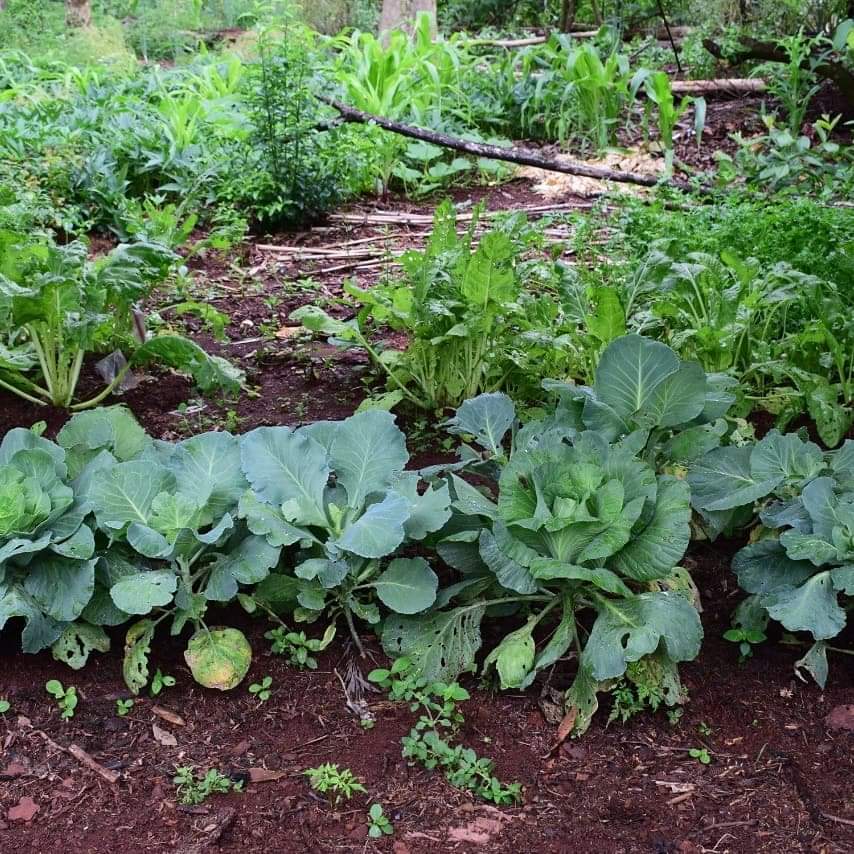 MinAgriFam's tweet photo. 🔸️REUNIÓN DE LA MESA DE TRABAJO DEL MERCADO DE LA ECONOMÍA SOCIAL Y SUSTENTABLE DE BONPLAND
#ecosocial #misionesarg #agriculturafamiliar #soberaníaalimentaria https://t.co/ZJg4WYjJ7Q