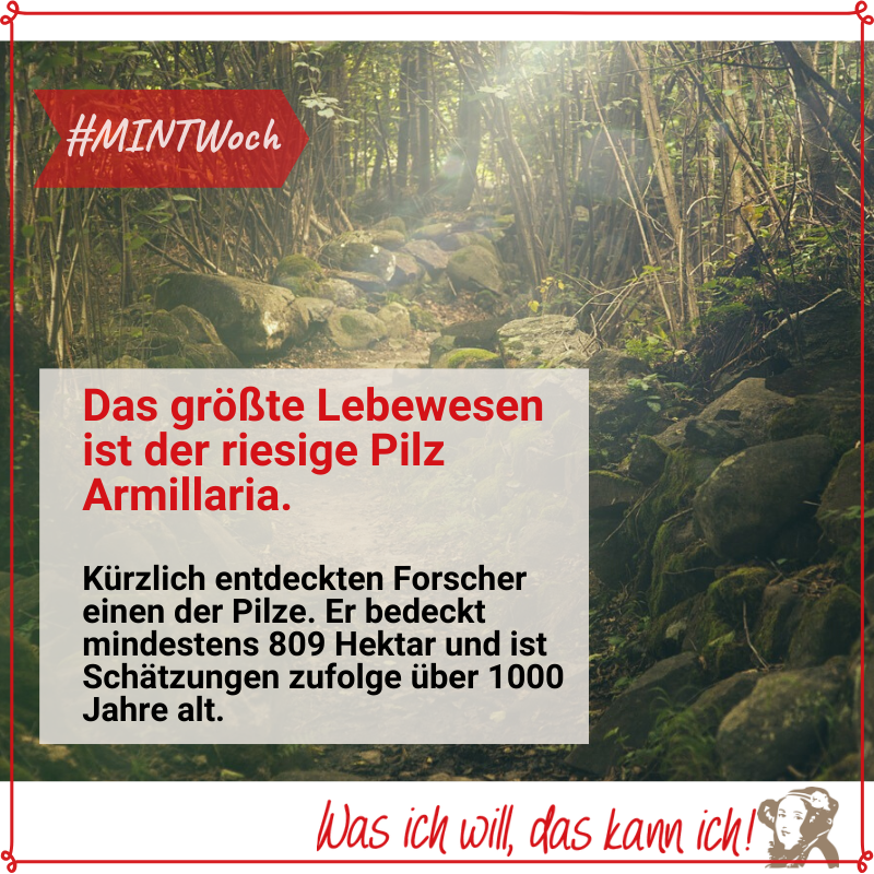 Zum heutigen #MINTWoch das weltweit größte Lebewesen! #wasichwilldaskannich #adalovelace #MINT #unikoblenz