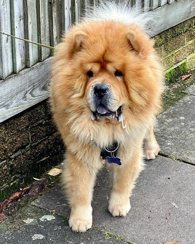 OMG 💛 This beautiful Chow Chow just walked by &amp; I just had to stop the owner for a pic!!!!! Who wants a cuddle? 🤗 ift.tt/2NOGCEX